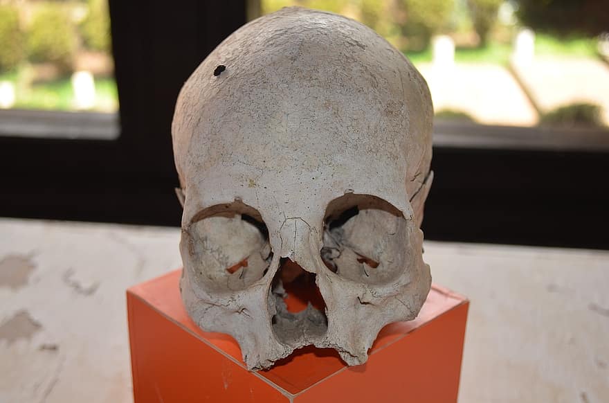 schedel, menselijke resten, dood, skelet, beenderen