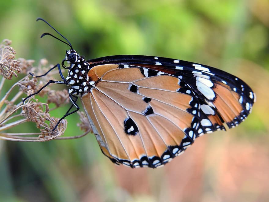 Plain Tiger Butterfly, motýl, suchý květ, Africká královna Butterfly, africký monarcha, hmyz, křídla, danaus chrysippus, rostlina, detailní, makro