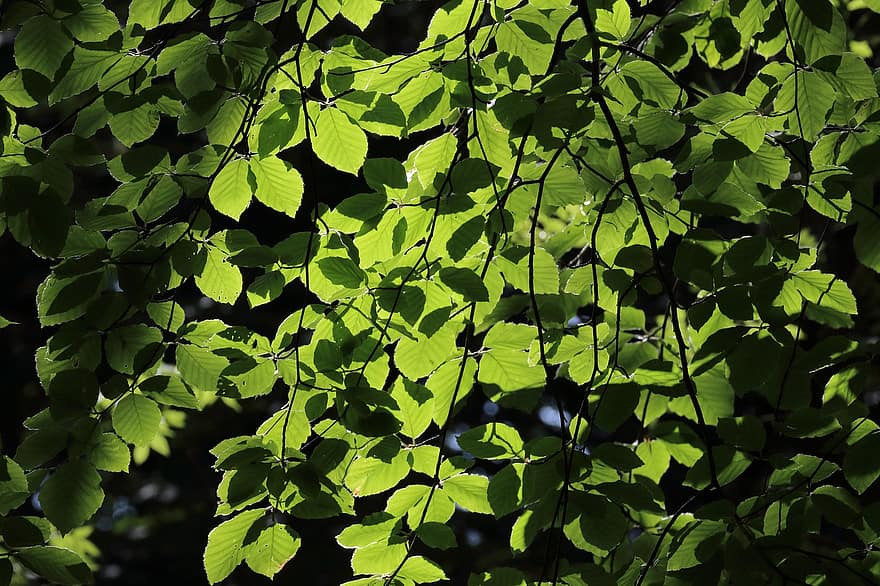 листа, шума, природа, зелена листа, зелени листа, флора