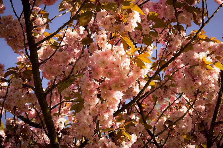 Baum, Blumen, Kirschblüte, Wachstum, blühen, Natur, Frühling, Ast, Blatt, Jahreszeit, pinke Farbe