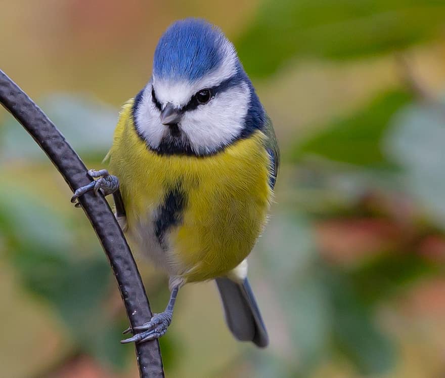 Blue Tit, Tit, Bird, Small Bird, Beak, Perched, Perched Bird, Feathers, Plumage, Ave, Avian