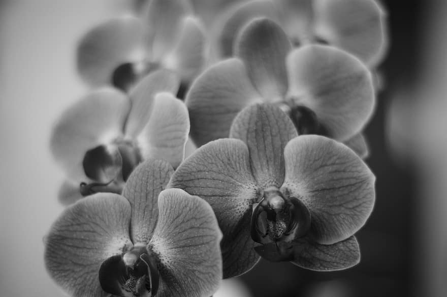 орхидеи, цветы, черное и белое, цвести, цветение, Флора, лепестки, монохромный
