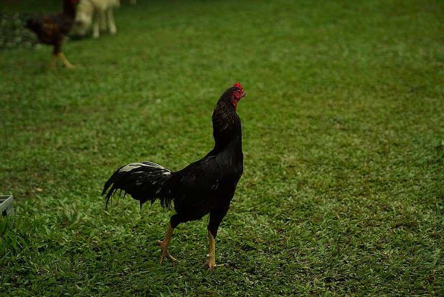 gallo joven, gallo, polla, pollo macho, pollo, Aves terrestres, pájaro, Cra, aviar, ornitología, animal de granja