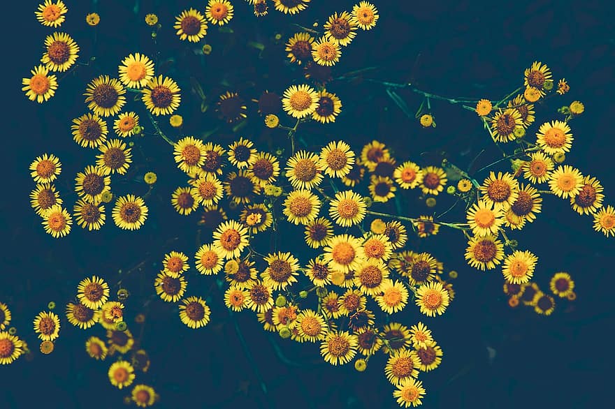 Chrysantheme, Blumen, Pflanze, Mini-Chrysantheme, gelbe Blumen, Wildblumen, kleine Blumen, blühen, Garten, Natur, Nahansicht
