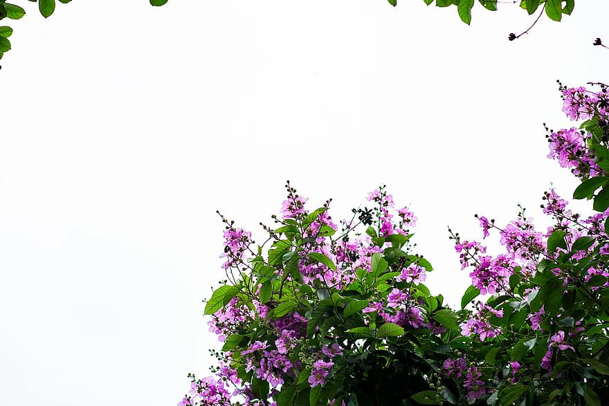 blommor, träd, natur, blomma, Blomma Lagerstroemia, blad, växt, sommar, närbild, bakgrunder, rosa färg