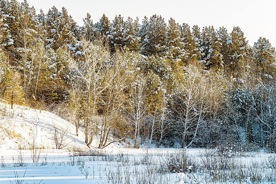 neu, hivern, arbres, bosc, gelades, pins, boscos, fred, a l'aire lliure, naturalesa, arbre