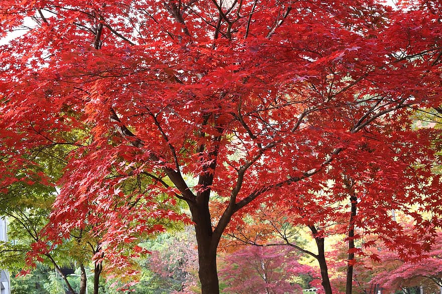 musim gugur, pohon, hutan, dedaunan musim gugur, Daun-daun, alam, jatuh, daun, musim, kuning, multi-warna