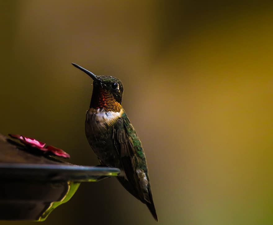 kolibri, fugl, næb, fjer, fjerdragt, feeder, hummingbird feeder, perched