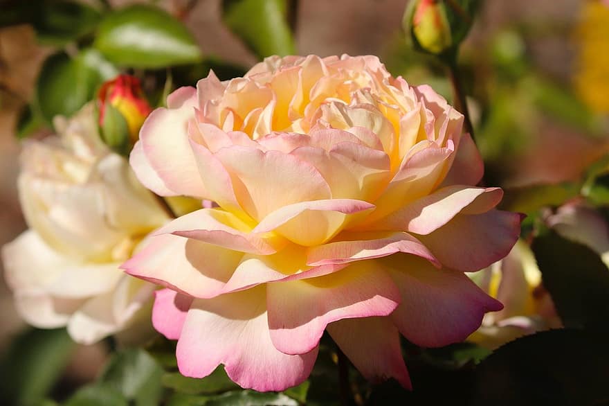 Rosa, las flores, pétalos, floración, flor, Pétalos bicolores, Flores Bicolores, pétalos de rosa, de cerca, floricultura, horticultura
