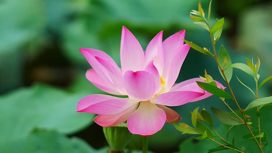 Lotusa zieds, ūdensroze, ziedošs, zied, zieds, ūdens augiem, ūdens augs, flora, botānika, raksturs, viens