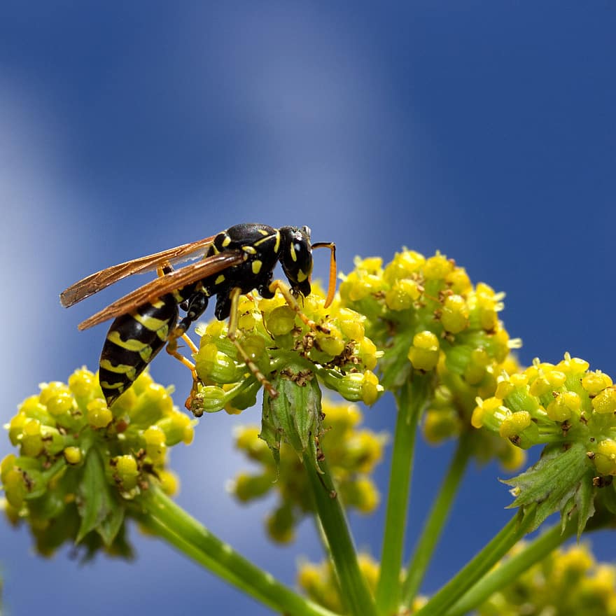 Wespe, Insekt, bestäuben, Bestäubung, Blumen, geflügeltes Insekt, Flügel, Natur, Hymenoptera, Entomologie, Makro