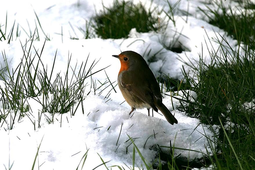 robin, fågel, snö, gräs, djur-, europeisk robin, robin redbreast, sångfågel, vilda djur och växter, fjädrar, fjäderdräkt