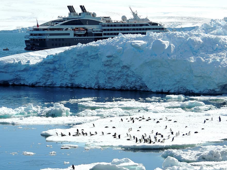 ledovec, výletní loď, tučňáci, antarktický, moře, Pauletův ostrov, Ponant, ptáků, plavba, cestovat, led
