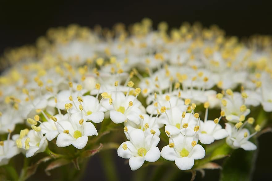 Viburnum lantana, kelio medis, Keliaujantys medžių žiedai, „Wayfarer Blossoms“., baltos gėlės