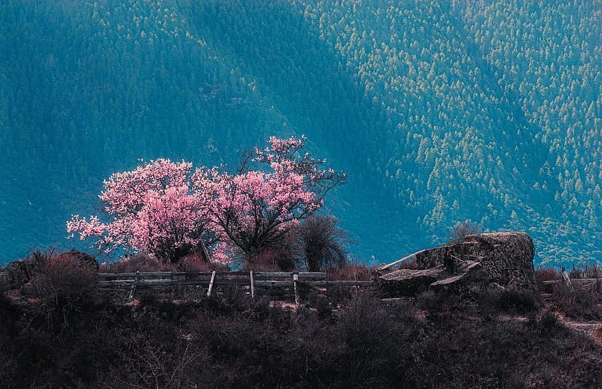 цветение персика, гора, природа, пейзаж, весна, персиковые деревья, пустыня, цветы, Линжи, дерево, синий