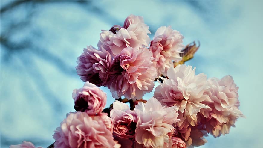 сливови цветове, розови цветя, цвят, Prunus, природа, пружина, Холандия, градина, цветя, цвете, венчелистче