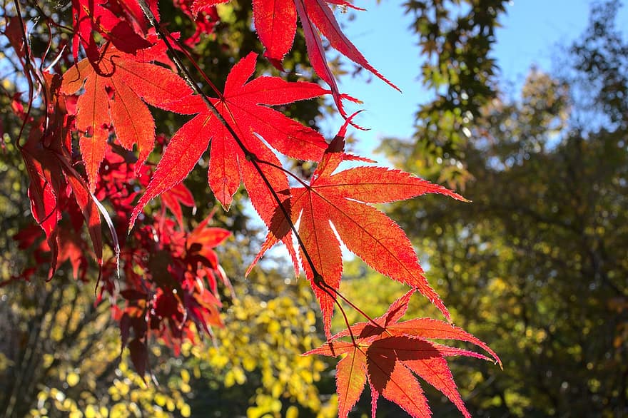 кленовый, осень, листья, кленовые листья, Осенние листья, осенняя листва, осенние краски, осенний сезон, осенние листья, цвета осени, красные листья