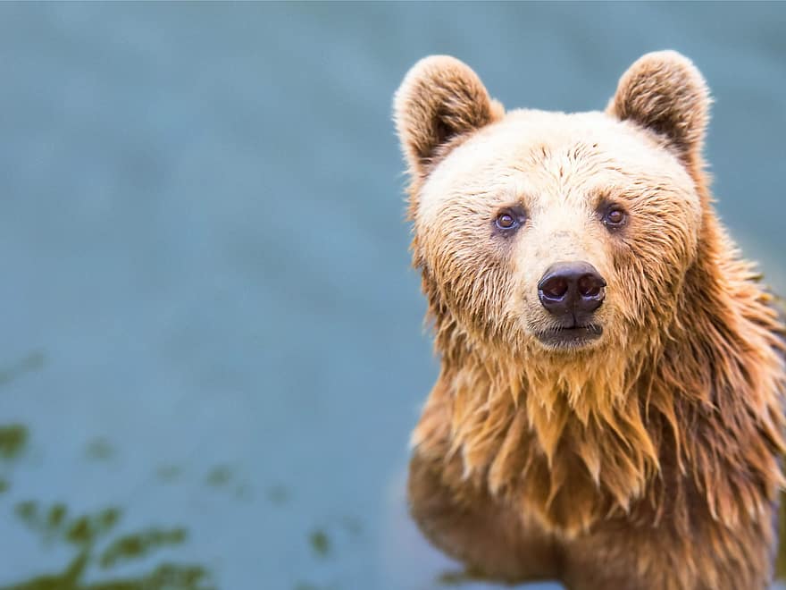 hewan, beruang, mamalia, jenis, fauna, beruang coklat, margasatwa, arctos, grizzly, predator, ursus