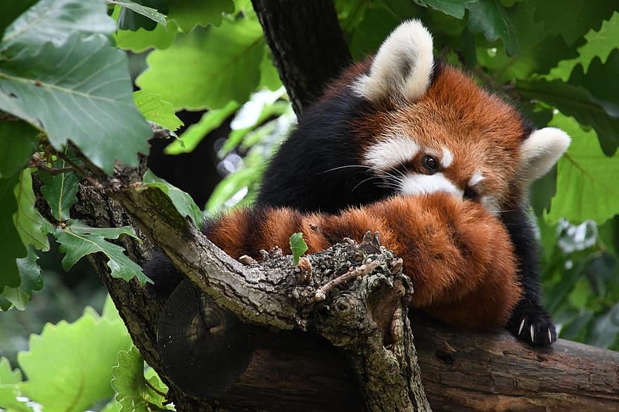 rode panda, boom, uiterlijke verzorging, vacht, staart