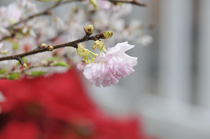 Sakura, virágok, cseresznye virágok, szirmok, virágzás, virágzik, növényvilág, tavaszi virágok, természet