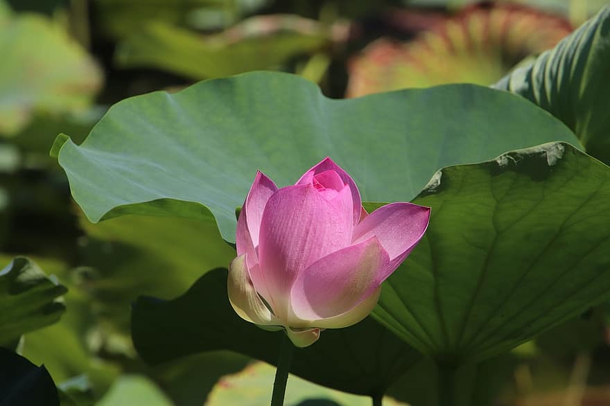Lotus, Blume, Pflanze, Blütenblätter, rosa Blütenblätter, pinke Blume, Seerose, blühen, Wasserpflanze, Flora, Teich