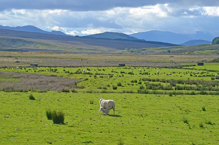 овець, баранина, поле, годування, сільській місцевості, Шотландія, краєвид, пасовище, луг, природи, тварина