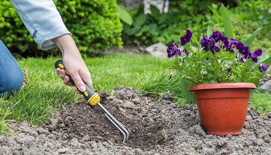 Gardening, Backyard, Cultivation, Nature, Autumn, plant, growth, flower, summer, dirt, planting