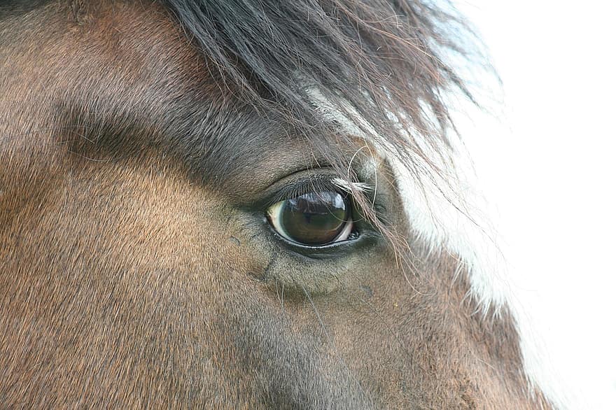 Horse, Pony, Equine, Cob, Eye, Animal, Gelding, Mare, Stallion, Sight, Look