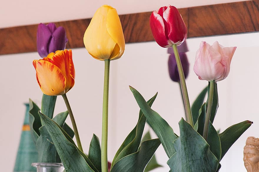 tulipaner, blomster, blomstrende blomster, blomsterknopper, natur, vår, tulipan, blomst, anlegg, blomsterhodet, blad
