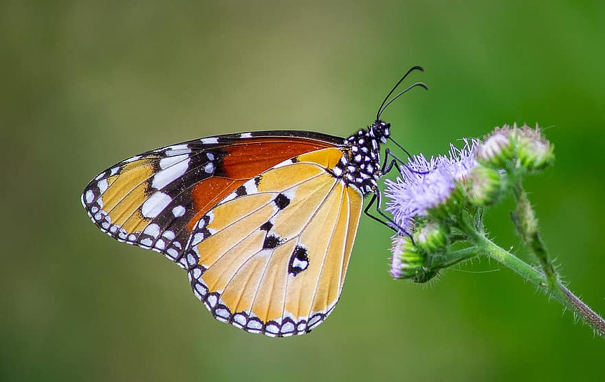 Papillon Asclépiade Tigre, fleurs, pollinisation, papillon, entomologie, jardin, macro, fermer, la nature, insecte, multi couleur