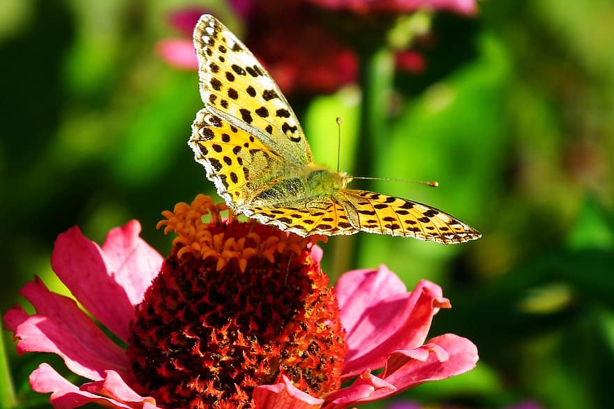 sommerfugl, insekt, blomst, Zinnia, anlegg, prydplante, blomstrende plante, blomstre, pollinator, sommerfuglbestøvning, natur