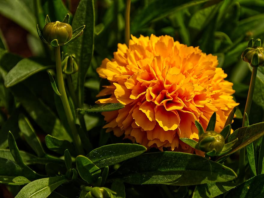 Marigold, Flower, Yellow Flower, Petals, Yellow Petals, Leaves, Bloom, Blossom, Flora, Plant, Nature