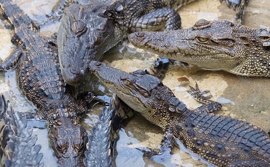 Krokodil, Alligator, Achtung, Fluss, wild, Tierwelt, Natur, Reptil, Tiere in freier Wildbahn, Afrika, Wasser