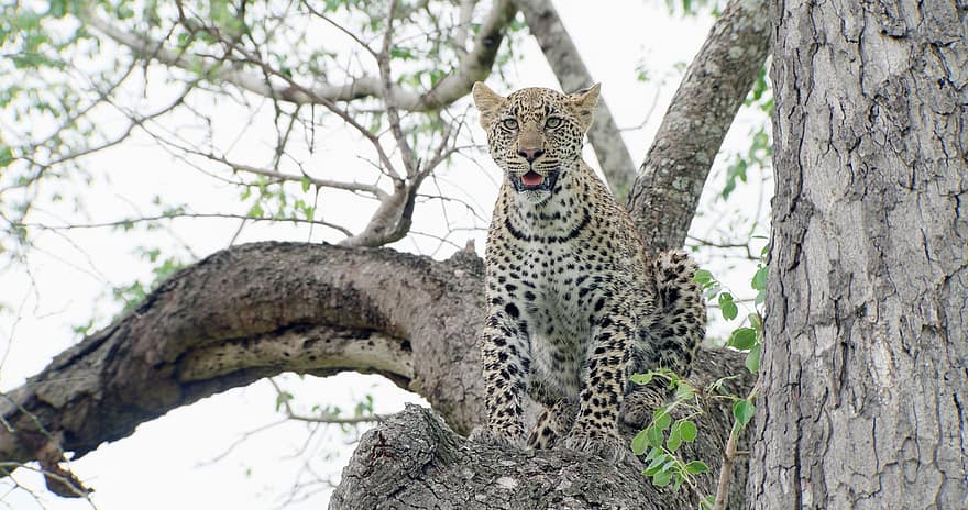 leopardas, laukinė katė, laukinės gamtos, žinduolių, pobūdį, gyvūnas, Afrika, safari, medis, gyvūnams, nepastebėta katė