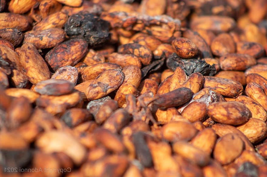 cacao, fasole, ciocolată, semințe, uscare, fermentaţie, putred, descompunere, tropical, alimente, a închide