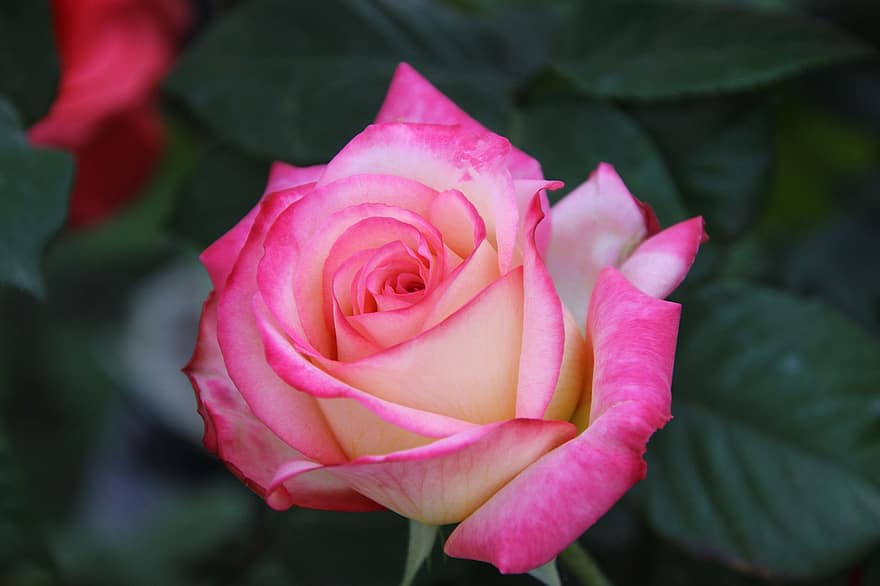 троянда, рожева троянда, квітка, Рослина, цвітіння, пелюстки, квітуча рослина, декоративна рослина, сад