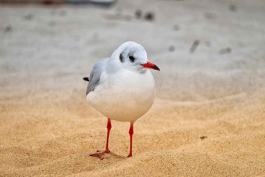 Gull, Bird, Sand, Seagull, Seabird, Animal, Wildlife, Coast, Shore