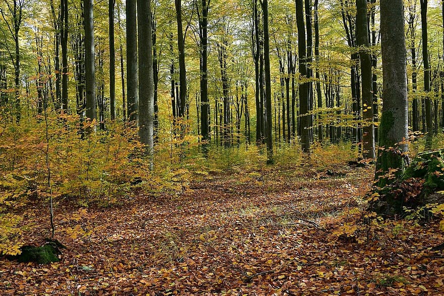 forêt, la nature, des arbres, hêtres, feuilles, saison, l'automne, tomber, en plein air, les bois