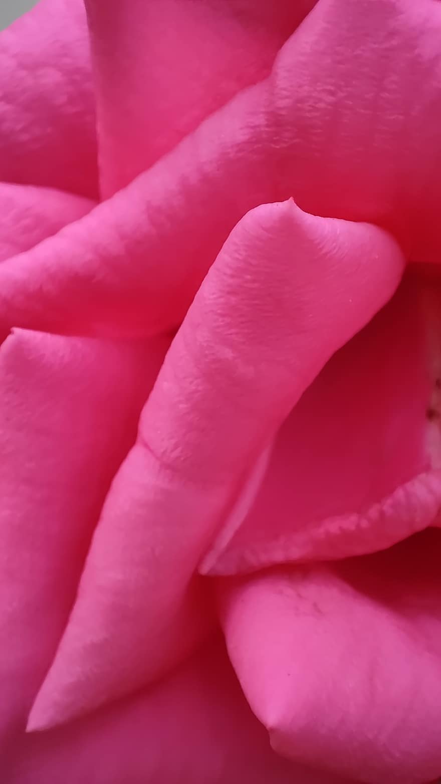 roze roos, roze bloem, bloem, natuur, detailopname, bloemblad, fabriek, roze kleur, bloemhoofd, blad, versheid