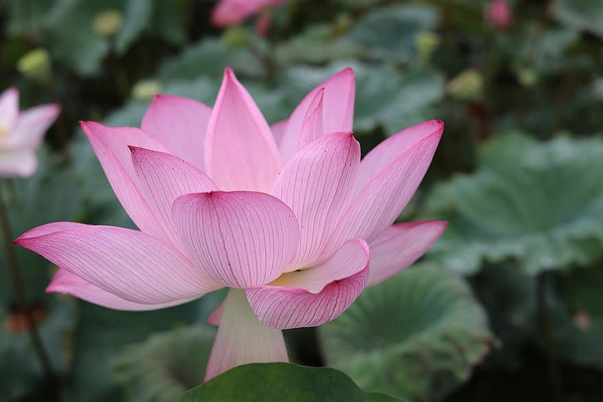 lotus, blomst, anlegg, rosa blomst, petals, akvatisk plante, dam, blad, blomsterhodet, petal, rosa farge
