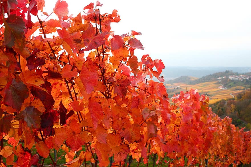 podzim, vinná réva, vinice, podzimní listí, list, žlutá, sezóna, strom, les, vícebarevné, zářivé barvy