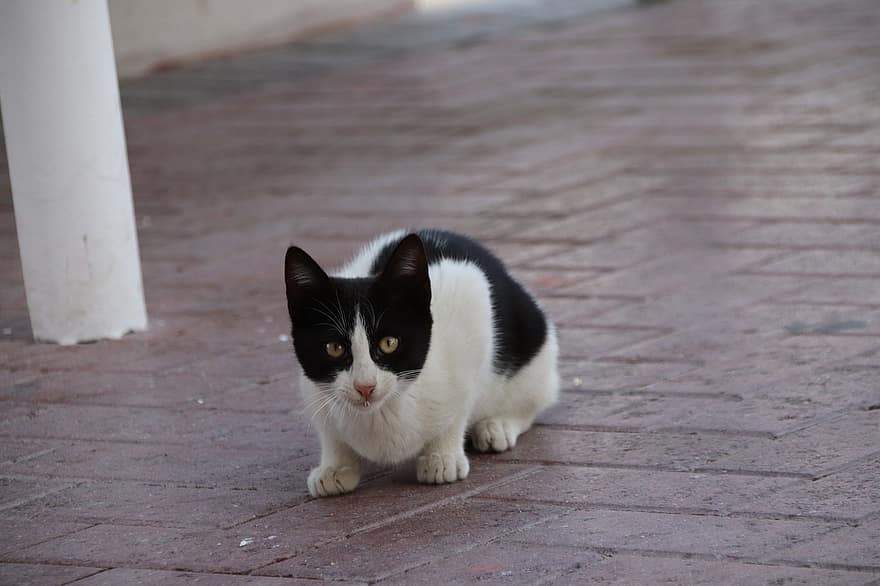 Cat, Black And White Cat, Pet, Feline, Curious, Curious Cat, Kitty, Fur, Domestic, Domestic Cat, Mammal