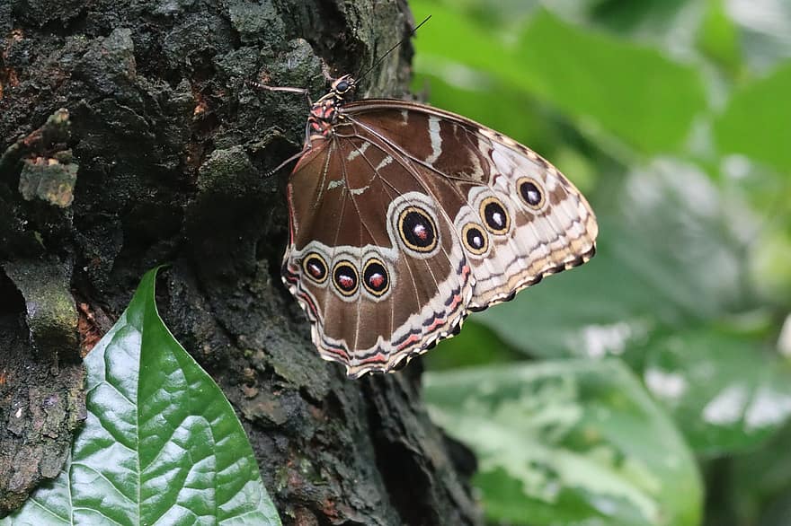 papillon, insecte, la nature, chouette papillon, animal, tronc, arbre