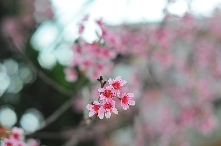 Flower, Peach Blossom, Buds, Petals, Flora, Botany, Vietnam, plant, close-up, petal, pink color