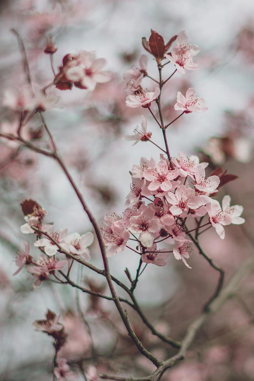桜の花、フラワーズ、ブランチ、さくら、チェリー、木、ピンクの花、工場、咲く、花、春