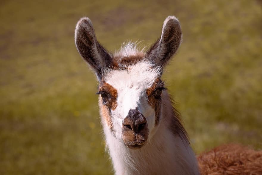 Llama, Animal, Livestock, Mammal, Camelid, Farm, Animal World