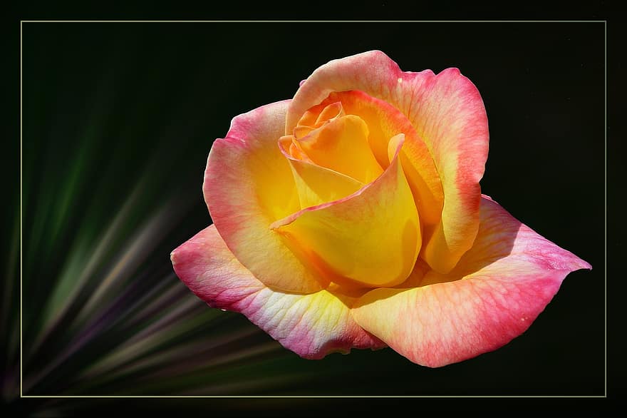 rosa, floribunda, rosa fiorita, fiorire, fioritura, fioriture di rose, rosa Bianca