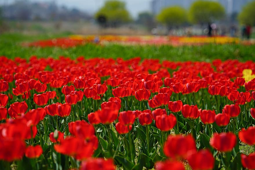 tulipaner, røde tulipaner, røde blomster, blomster, hage, parkere, Republikken, Korea, vårlandskap, Paju, landskap, tulipan