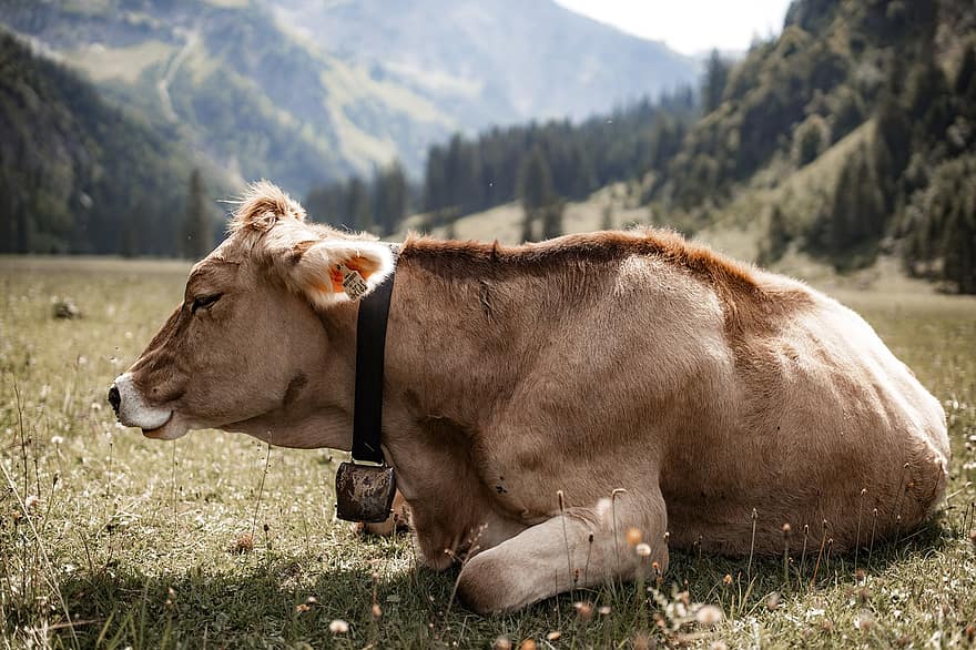 Simmental Cattle, Cow, Beef, Livestock, Cattle, Cow Bell, Lying Down, Agriculture, Pasture, Meadow, Nature