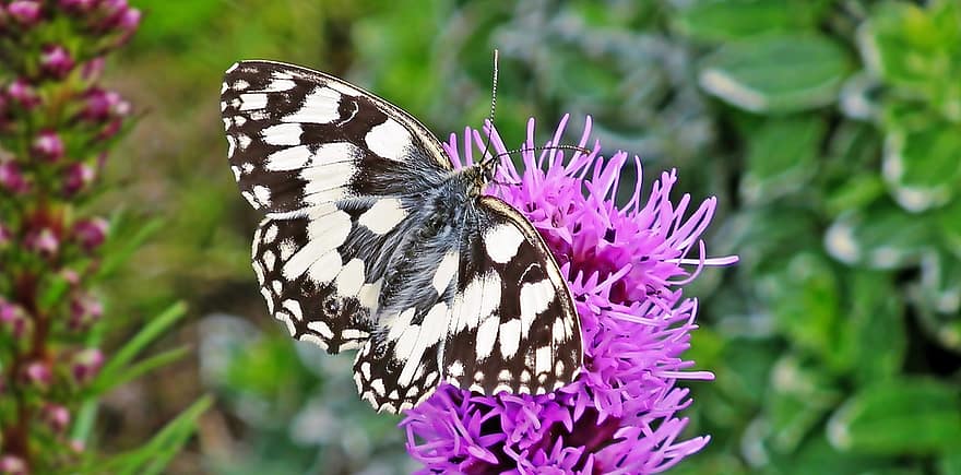 marmurinis baltas drugelis, drugelis, gėlės, sparnai, vabzdys, apdulkinimas, violetinės gėlės, augalų, pobūdį, makro